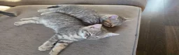 Mixed Breed cats for sale: 3 kittens for sale - Advert 6