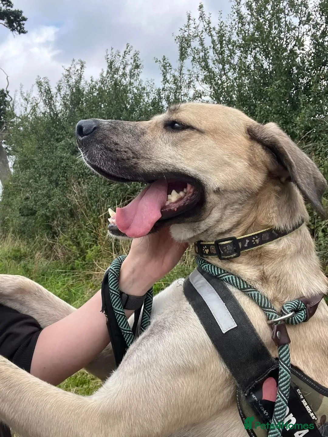 Mixed Breed dogs for adoption: Meet Ziggy, currently residing in Cheshire  in Nantwich - Advert 7