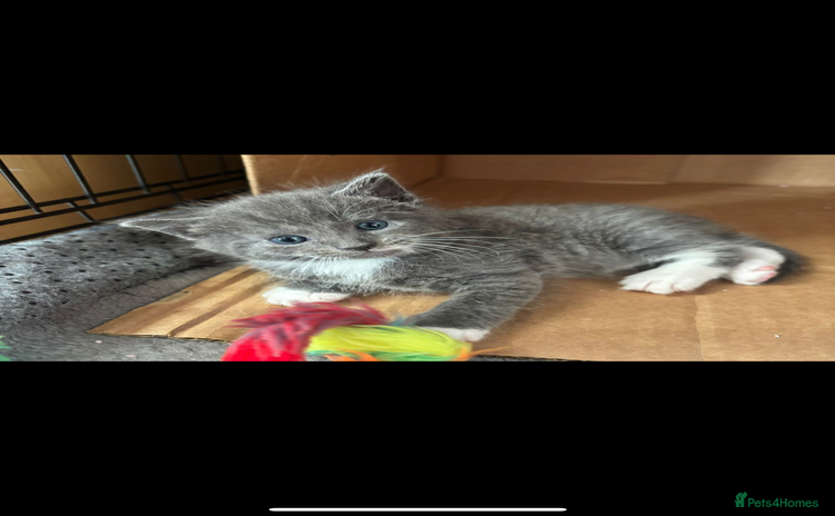 Russian Blue cats - Advert 1