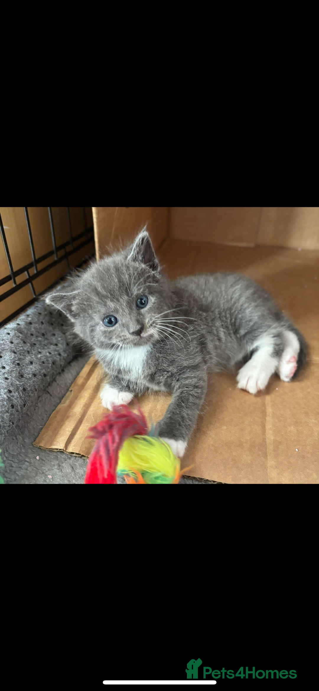 Russian Blue cats for sale: Russian Blue x Blue European short hair mix  - Image 1