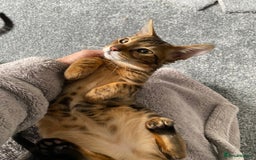 Savannah cats for sale: Savannah cross - Image 4