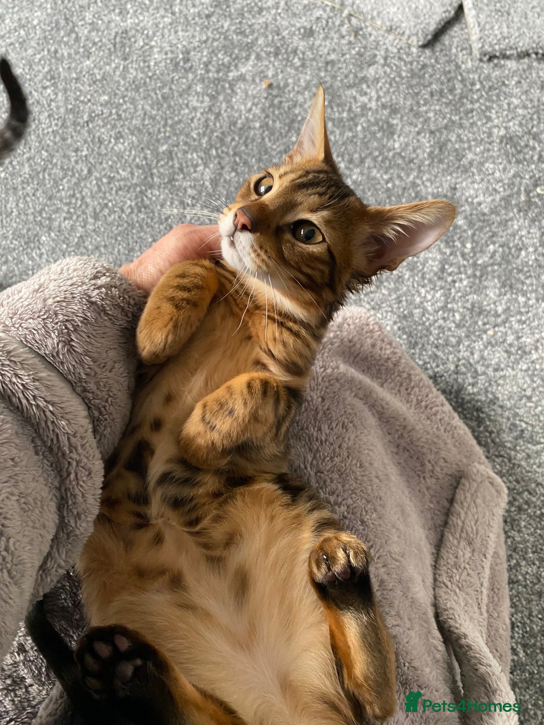 Savannah cats for sale: Savannah cross - Image 4