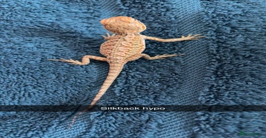 Bearded Dragon reptiles - Advert 1