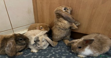 Mini Lop rabbits - Advert 12