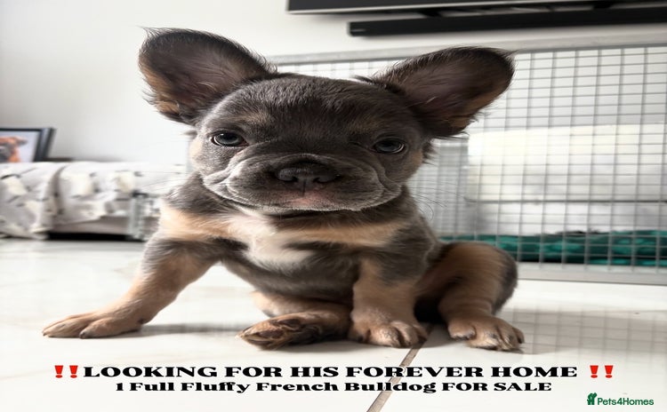 French Bulldog dogs - Advert 3