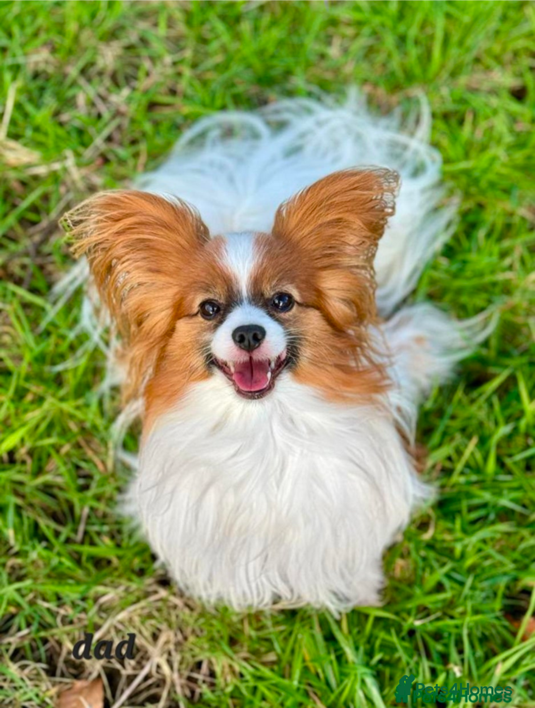 Papillon dogs for sale: Stunning papillon girls  - Advert 18