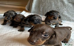 Miniature Dachshund dogs for sale: Miniature Dachshund Puppies for Sale - Image 8