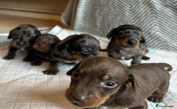 Miniature Dachshund dogs - Advert 10