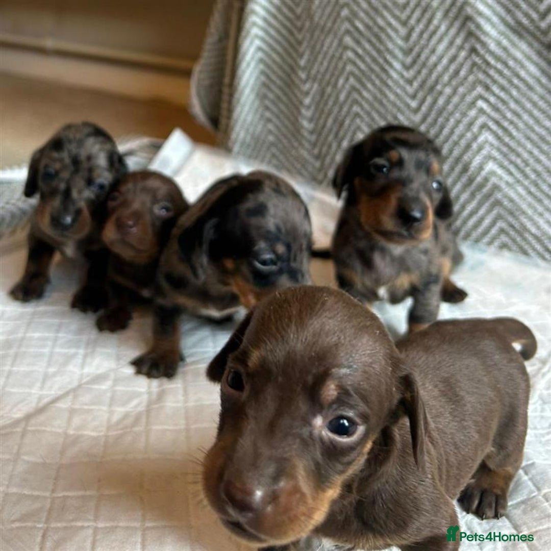 Miniature Dachshund dogs for sale: Miniature Dachshund Puppies for Sale - Image 8