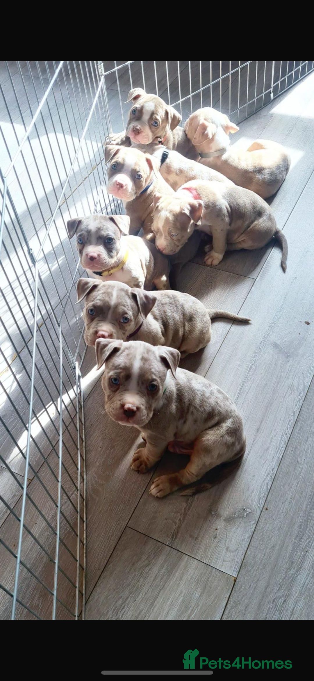 American Bully dogs for stud: ABKC AMERICAN POCKET BULLY - Advert 9