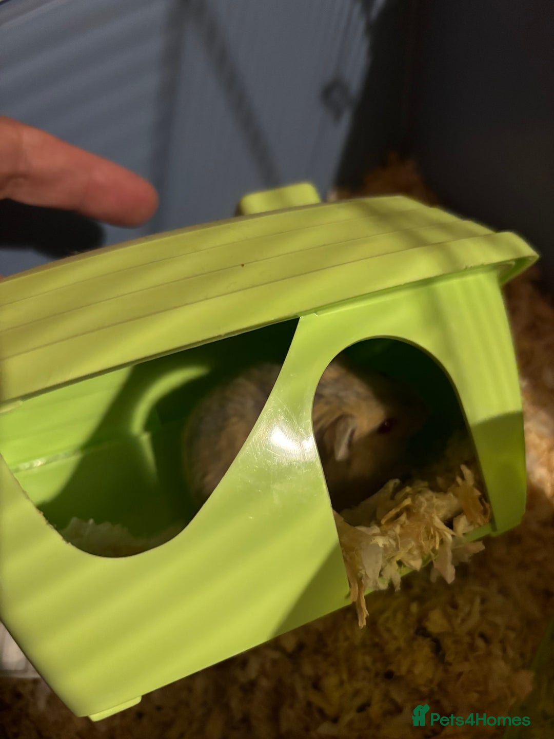 Hamster rodents for sale: Male Russian dwarf hamster  - Image 1