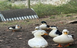 Ducks poultry for sale: Call ducks - Image 5