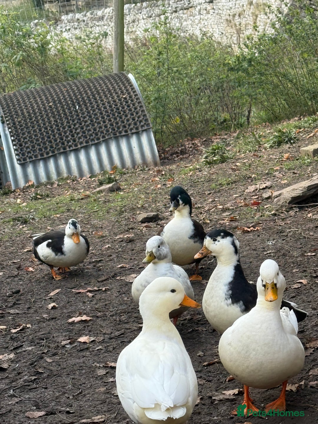 Ducks poultry for sale: Call ducks - Image 5