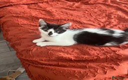 Mixed Breed cats for sale: 🐾Playful Kittens Ready for Loving Homes. - Image 8