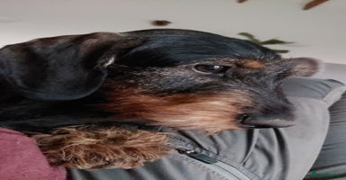 Dachshund dogs - Advert 12
