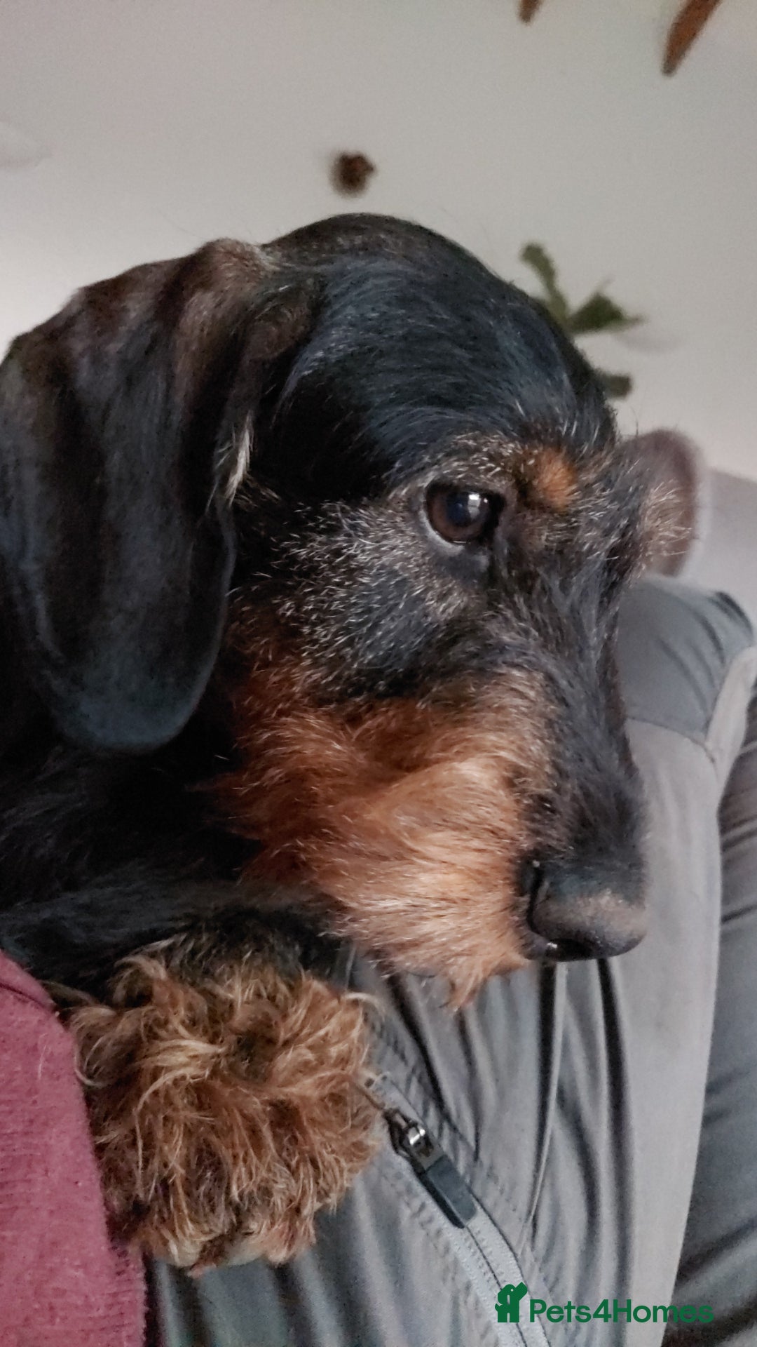 Dachshund dogs for sale: Working teckel puppies (parents European imports) - Image 3