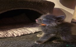 Russian Blue cats for sale: Russian Blue x - Image 3