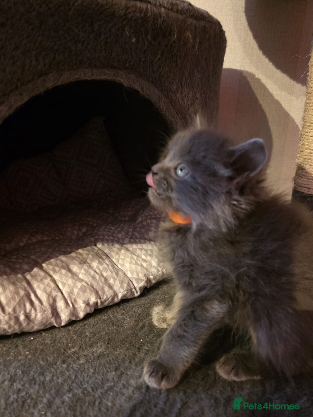 Russian Blue cats for sale: Russian Blue x - Image 3