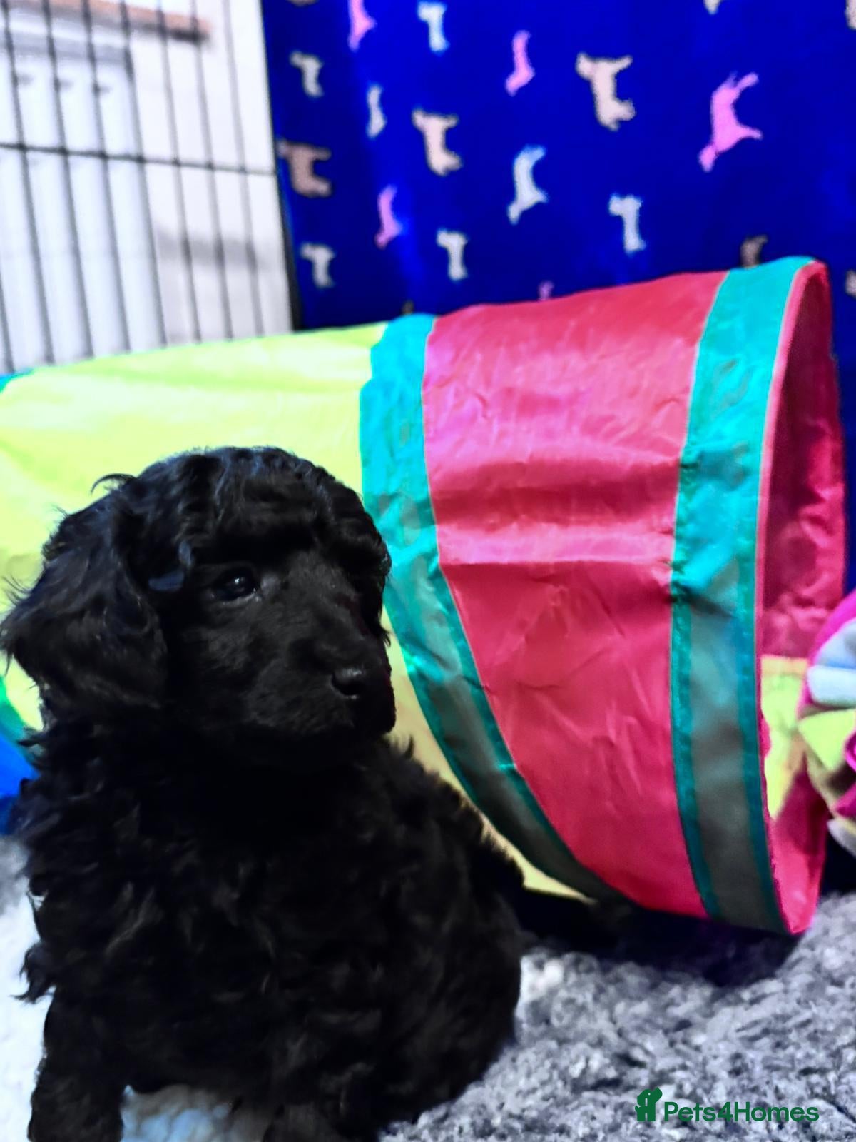 Toy Poodle dogs KC registered Toy Poodle Male 1 black  - Advert 2