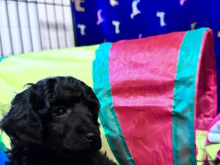 Toy Poodle dogs KC registered Toy Poodle Male 1 black - Advert 14