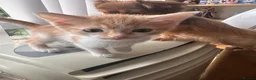 Mixed Breed cats for sale: Ragdoll x Turkish van kittens  - Advert 15
