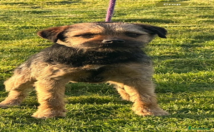Border Terrier dogs - Advert 1