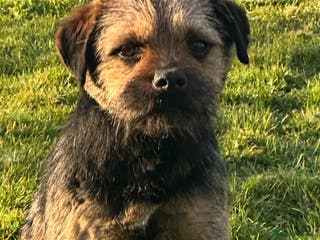 Border Terrier dogs Border terrier for stud - Advert 12