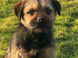 Border Terrier dogs Border terrier for stud - Advert 4