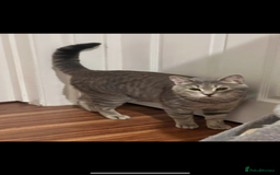 British Shorthair cats for stud: Silver Tabby British shorthair Stud–Healthy&Proven - Advert 2