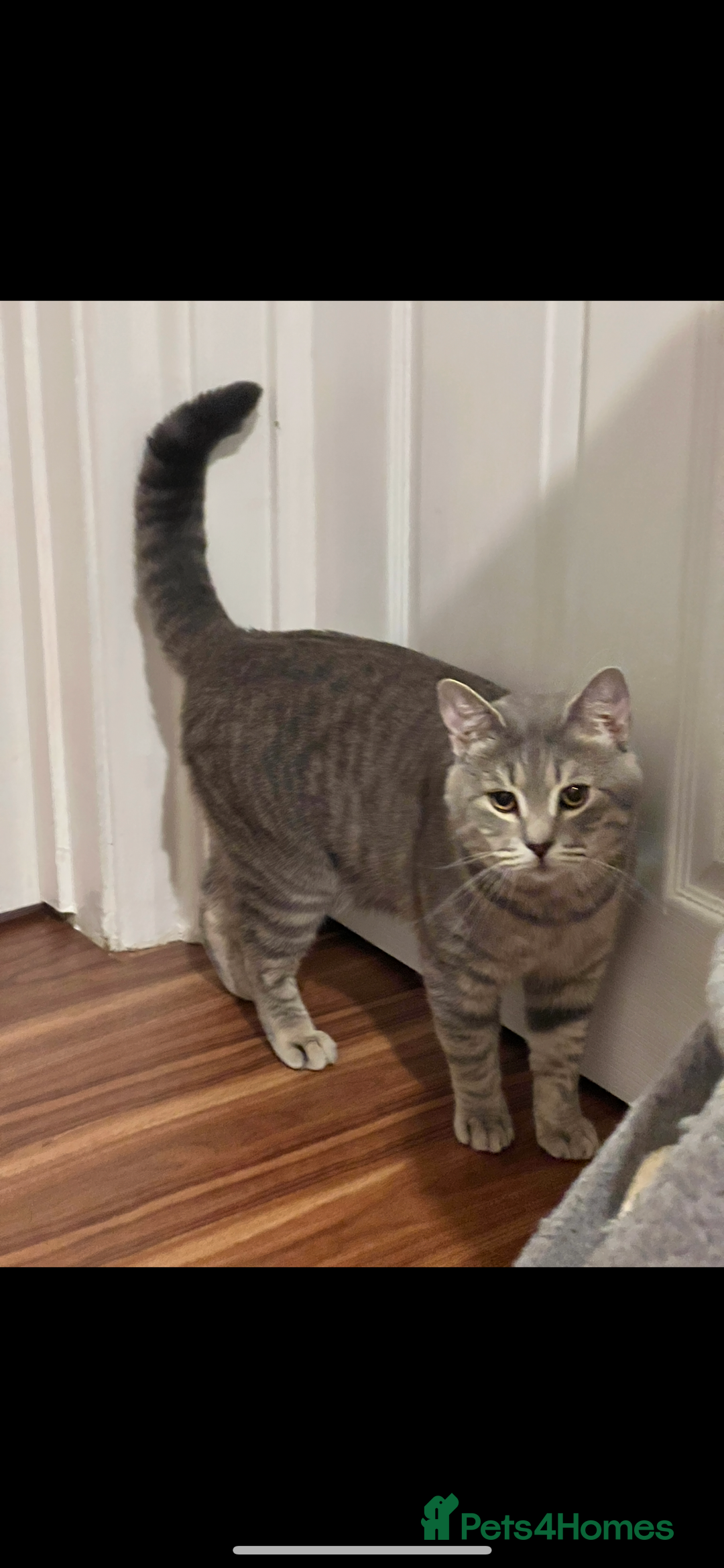 British Shorthair cats for stud: Silver Tabby British shorthair Stud–Healthy&Proven - Advert 2