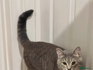 British Shorthair cats Silver Tabby British shorthair Stud–Healthy&Proven - Advert 15