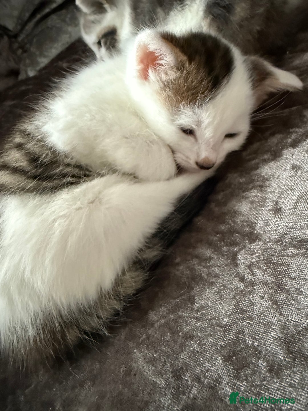 Mixed Breed cats for sale: 2 beautiful male kittens - Advert 3