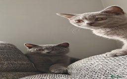 British Shorthair cats for sale: British shorthair blue / lilac kittens  - Image 33
