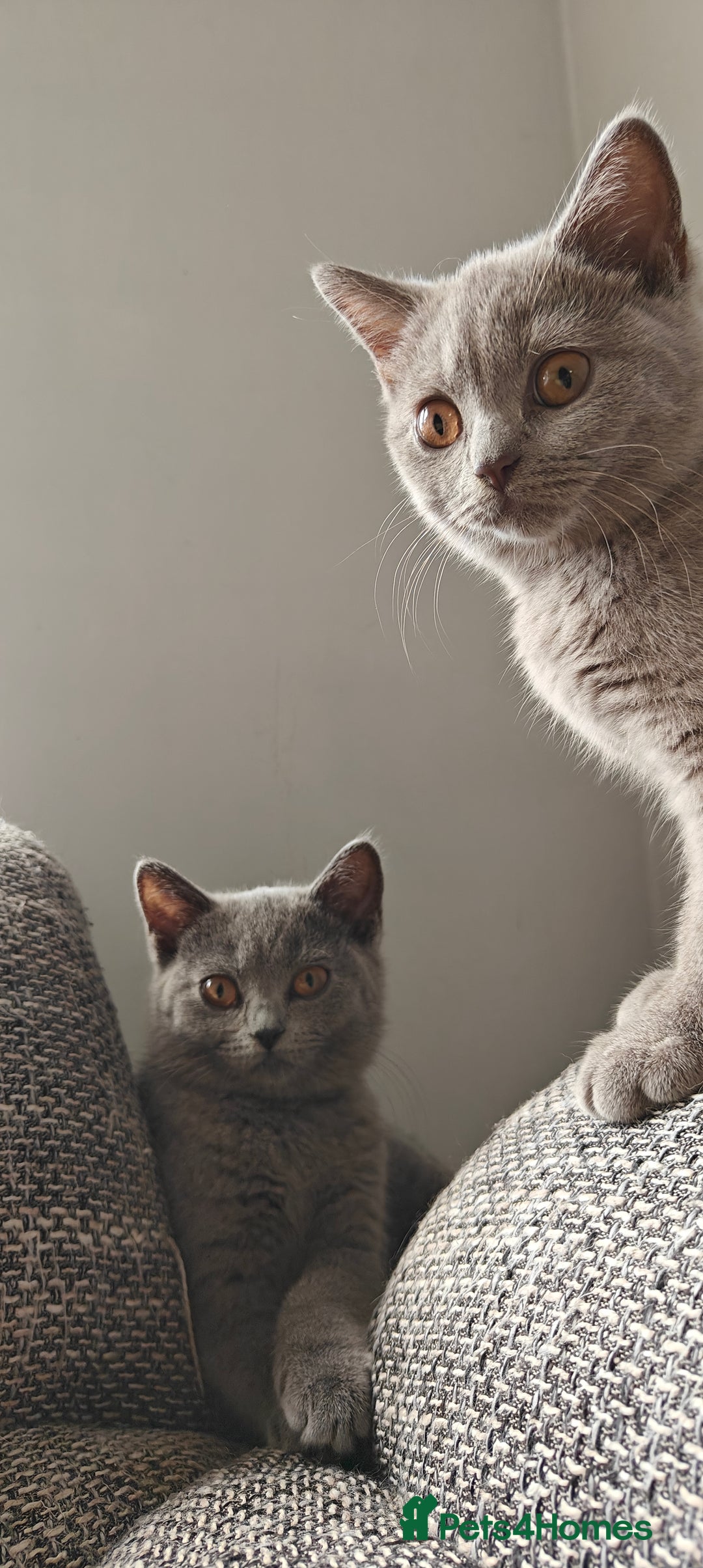 British Shorthair cats for sale: British shorthair blue / lilac kittens  - Image 33