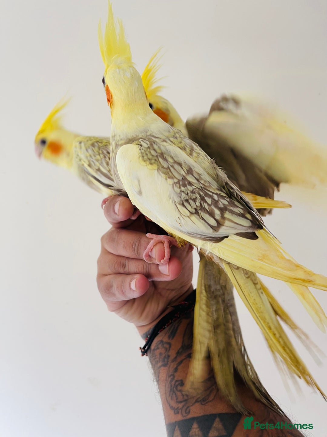 Cockatiels birds for sale: Hand reared cockatiels for sale  - Image 3