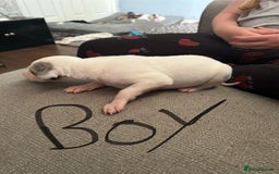 Lurcher dogs for sale: Collie,whippet,greyhound/saluki,bull,greyhound  - Image 2