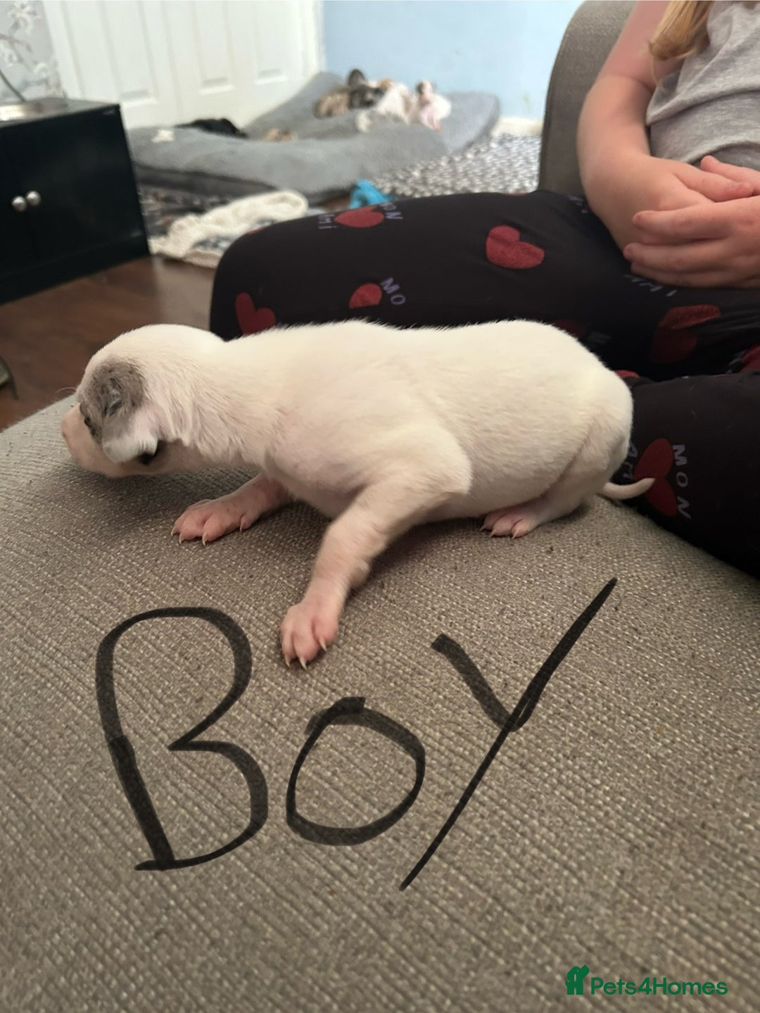 Lurcher dogs for sale: Collie,whippet,greyhound/saluki,bull,greyhound  - Image 2