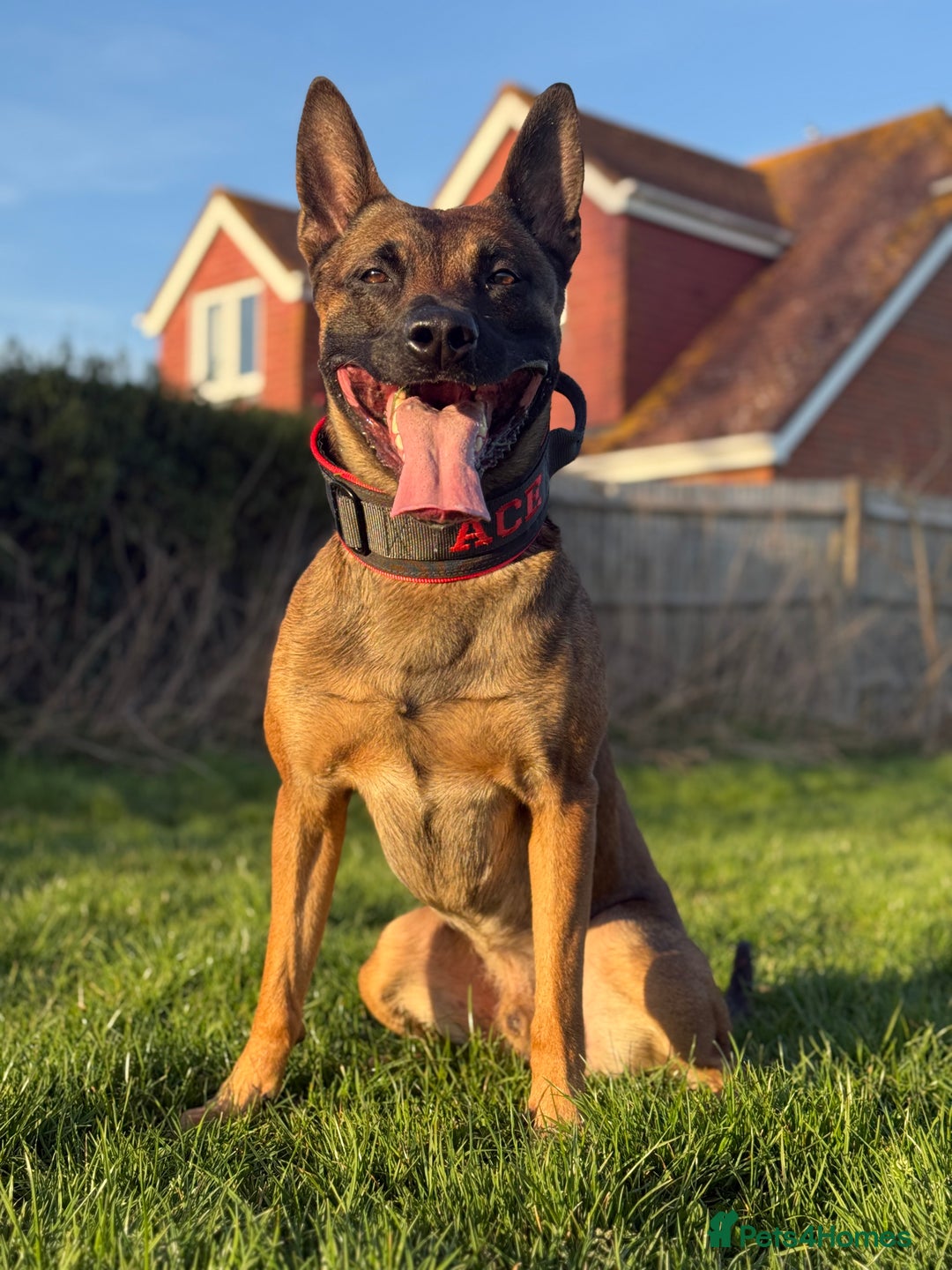Belgian Shepherd Dog dogs for stud: ACE (stud) - Image 2