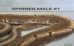 Python Snake reptiles for sale: Royal pythons - Image 14