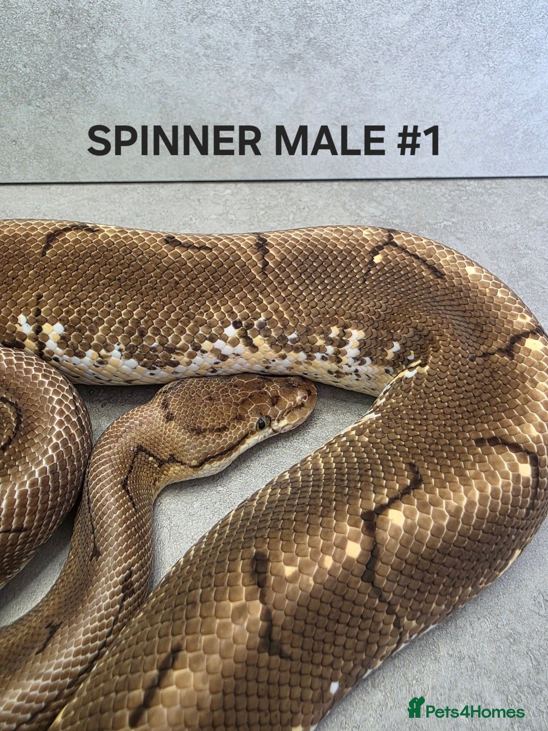 Python Snake reptiles for sale: Royal pythons - Image 14