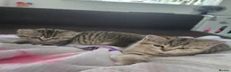 Scottish Fold cats for sale: Scottish fold litter due early September - Advert 8