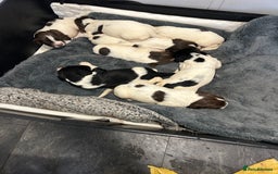 English Springer Spaniel dogs for sale: KC registered Springer spaniels puppies  - Image 7
