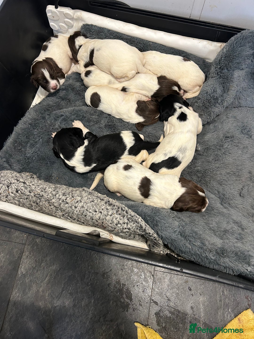 English Springer Spaniel dogs for sale: KC registered Springer spaniels puppies  - Image 7