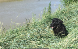Flat coated Retriever dogs for sale: Beautiful Labrador retriever flatcoat gundog pups  in Haywards Heath - Image 15