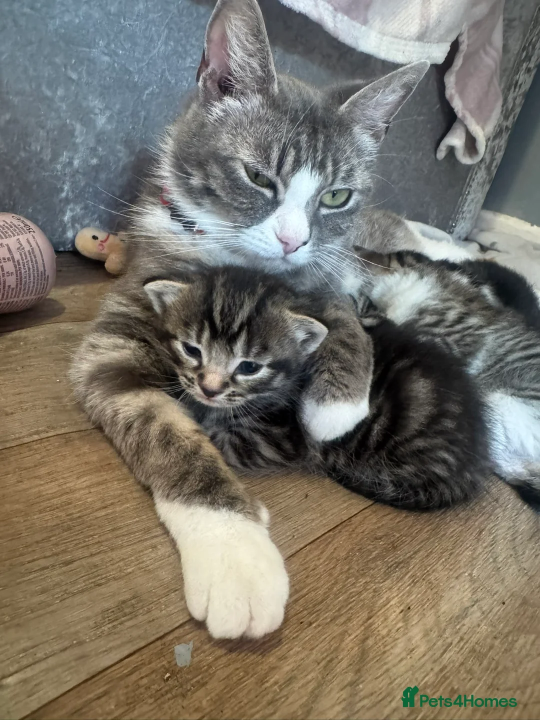Mixed Breed cats for sale: Beautiful mixed breed - Advert 2