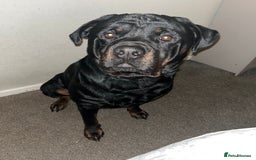 Rottweiler dogs for sale: Tank, 4yrs old full breed beautiful loyal dog!  - Image 7