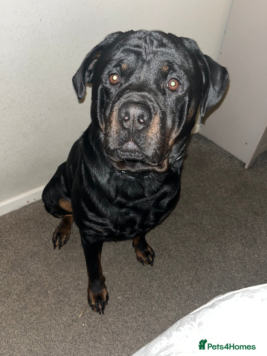 Rottweiler dogs for sale: Tank, 4yrs old full breed beautiful loyal dog!  - Image 7