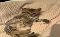 British Shorthair cats for sale: Beautiful British Shorthair Kittens... - Image 28