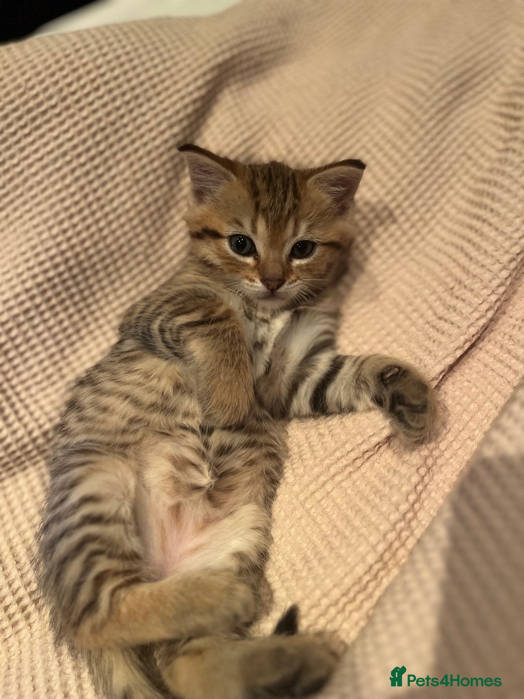 British Shorthair cats for sale: Beautiful British Shorthair Kittens... - Image 28