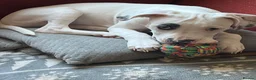 Staffordshire Bull Terrier dogs for sale: Gorgeous missy the second  - Advert 11